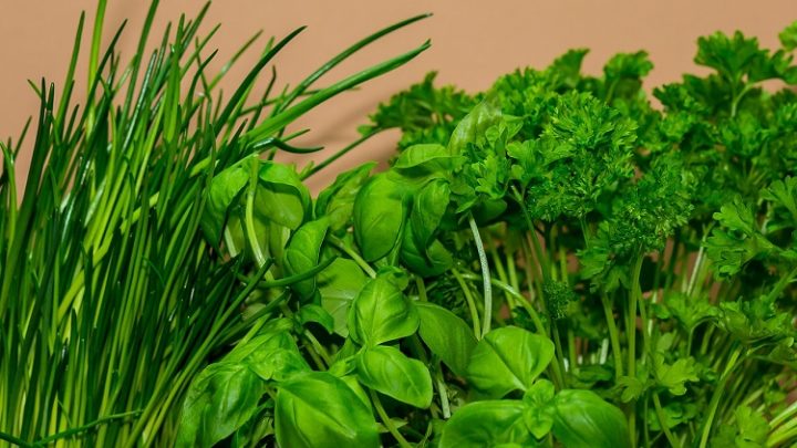 Basilicum verzorgen? Dat doe je zo!